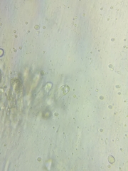 Oudemansiella limonispora