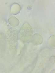 Oudemansiella limonispora