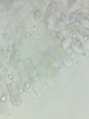 Oudemansiella limonispora