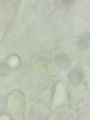 Oudemansiella limonispora