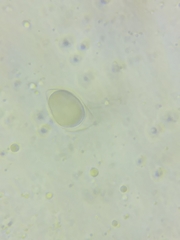 Oudemansiella limonispora