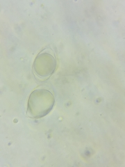 Oudemansiella limonispora