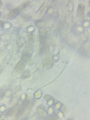 Oudemansiella limonispora