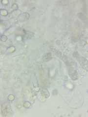 Oudemansiella limonispora