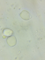 Oudemansiella limonispora