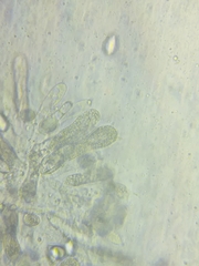 Oudemansiella limonispora