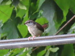 Thryothorus ludovicianus