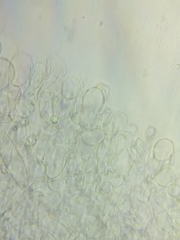 Oudemansiella limonispora