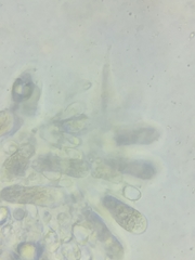Oudemansiella limonispora