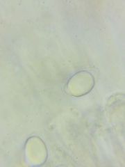 Oudemansiella limonispora