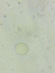 Oudemansiella limonispora