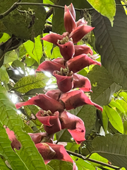 Guzmania variegata, photograph Scott Loarie, CC0, iNaturalist via GBIF