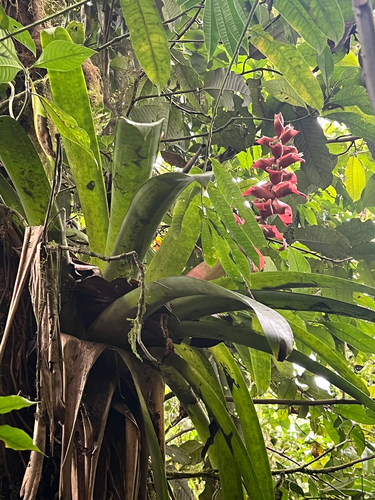 Guzmania variegata, photograph 3