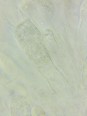Oudemansiella limonispora
