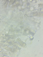Oudemansiella limonispora
