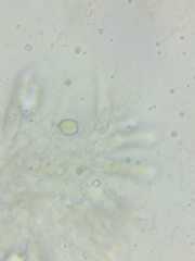Oudemansiella limonispora