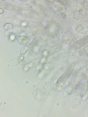 Oudemansiella limonispora