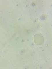 Oudemansiella limonispora
