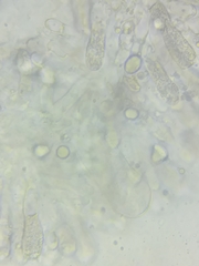 Oudemansiella limonispora