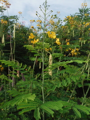 Caesalpinia pulcherrima flava
