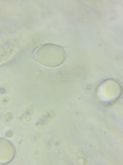 Oudemansiella limonispora