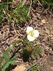 Calochortus subalpinus