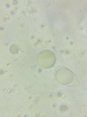 Oudemansiella limonispora