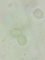 Oudemansiella limonispora