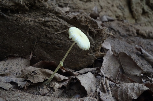 Leucocoprinus fragilissimus