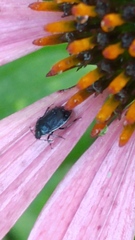 Sehirus cinctus cinctus