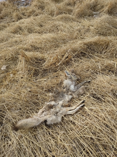 Coyote photographed in Nebraska