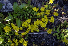 Sedum divergens
