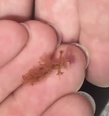 Dendronotus