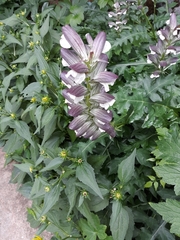 Acanthus mollis