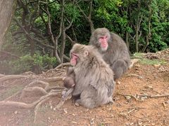 Macaca fuscata fuscata