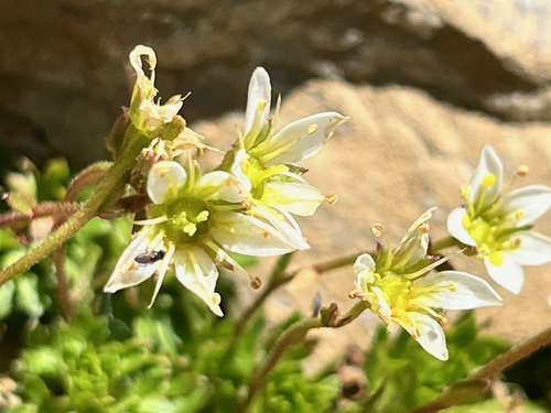 Image of Saxifraga praetermissa by (c) Fabien Anthelme, some rights reserved (CC BY-SA)