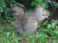 Sciurus carolinensis
