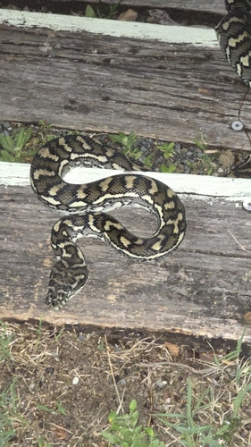 Coastal Carpet Python sighting
