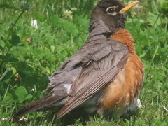 Turdus migratorius