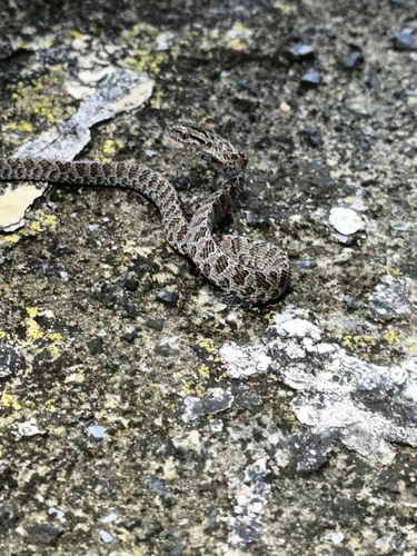 Many-spotted Cat Snake