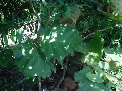 Coccoloba pubescens