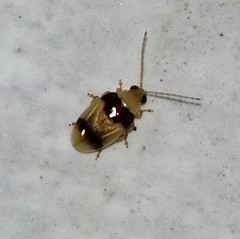 Monolepta bifasciata