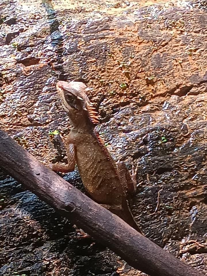 Acanthosaura aurantiacrista Trivalairat, Kunya, Chanhome, Sumontha, Vasaruchapong, Chomngam & Chiangkul, 2020