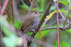Russet Nightingale-Thrush photo 4