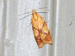 Sparganothis lycopodiana