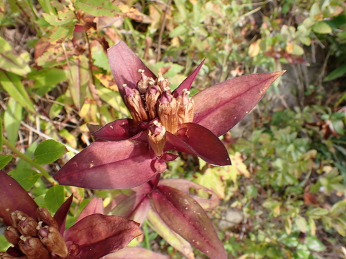 Image of Gentiana clausa by (c) Steven Lamonde, some rights reserved (CC BY)
