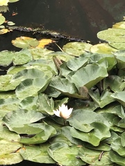 Nymphaea