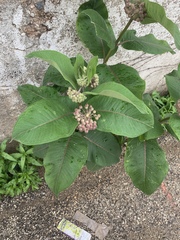 Asclepias syriaca