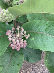 Asclepias syriaca