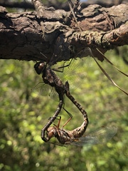Gomphaeschna antilope